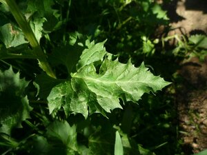 Chenopodium californicum Leaf
